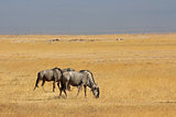 Blue wildebeest landscape
