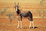 Bontebok antelope
