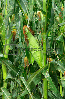 Corn (maize)
