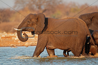 Elephant in water