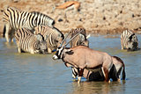 Gemsbok and zebra in water