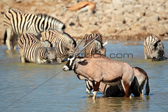 Gemsbok and zebra in water