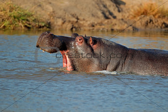 Hippo with gaping mounth