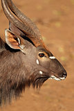 Nyala antelope portrait