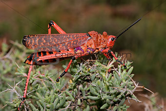 Pyrgomorphid grasshopper