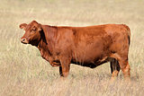 Red angus cow