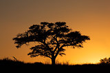 Sunset with silhouetted tree