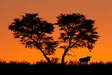 Tree and wildebeest silhouette