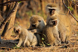 Vervet monkeys