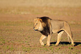 Walking African lion