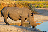 White rhinoceros drinking