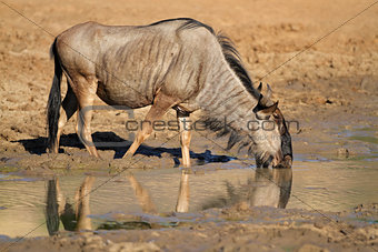Wildebeest drinking water