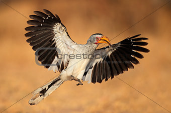 Yellow-billed hornbill landing