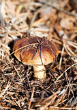 Brown cap mushroom in autumn forest