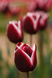 Few blooming purple tulipes