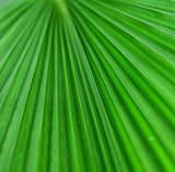 Palm tree background