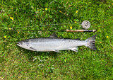 Large salmon just caught