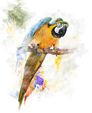 Watercolor Image Of Parrot