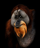 Orangutan Portrait 