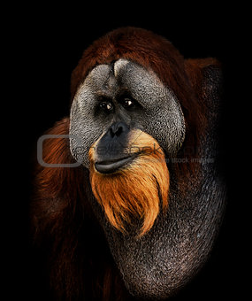 Orangutan Portrait 