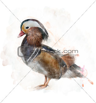 Watercolor Image Of A Mandarin Duck