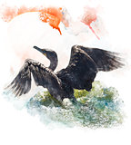 Watercolor Image Of  Double-crested Cormorant