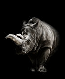 Rhinoceros On Black Background 