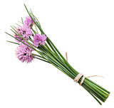 Chives With Flowers