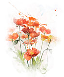 Watercolor Image Of  Red Poppy Flowers