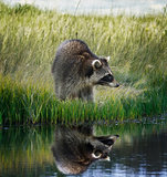 Raccoon  On Grassy Bank 