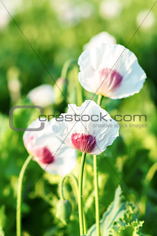 agriculture poppy field