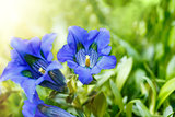 Trumpet gentiana blue spring flower in garden