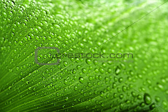 water drops on green plant leaf 