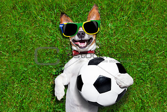 funny brazil  soccer dog