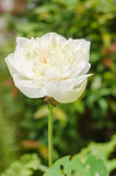White Lotus or Water lily