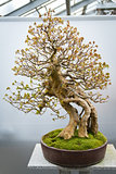 bonsai tree Acer Buergerianum 