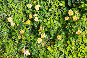 Wall of roses