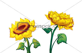 Two Sunflowers, isolated on white background