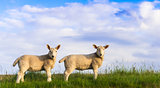More Spring Lambs