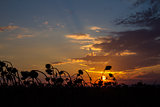 Sunset in field