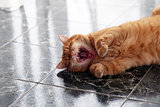 Cute cat on the floor