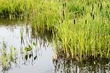 water and marsh grounds