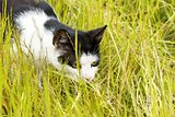 black-and-white cat hunts in grass