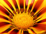 Flower detail