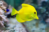 Zebrasoma yellow tang fish