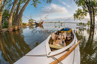 canoe dog