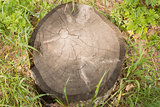 old stump