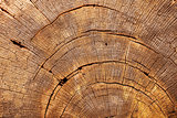 Cross-section of an tree trunk