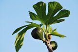 Early fig