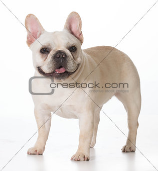 french bulldog 